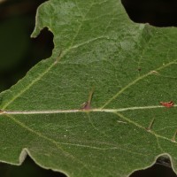 Solanum torvum Sw.